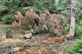 Στα δάση αυτά, κατά τις τελευταίες δεκαετίες, είχαν ήδη παρατηρηθεί αλλαγές στη βλάστηση, όπως νέκρωση