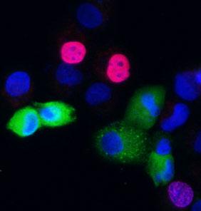 Ptpn14 inhibits cell proliferation in