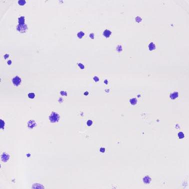 violet-stained colonies 2 weeks after seeding.
