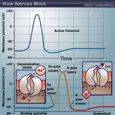 Νευρική ώση Βήματα παραγωγής της στον νευρώνα o Δυναμικό ηρεμίας o Αύξηση διαπερατότητας μεμβράνης σε Na + o Μαζική εισροή Na + του