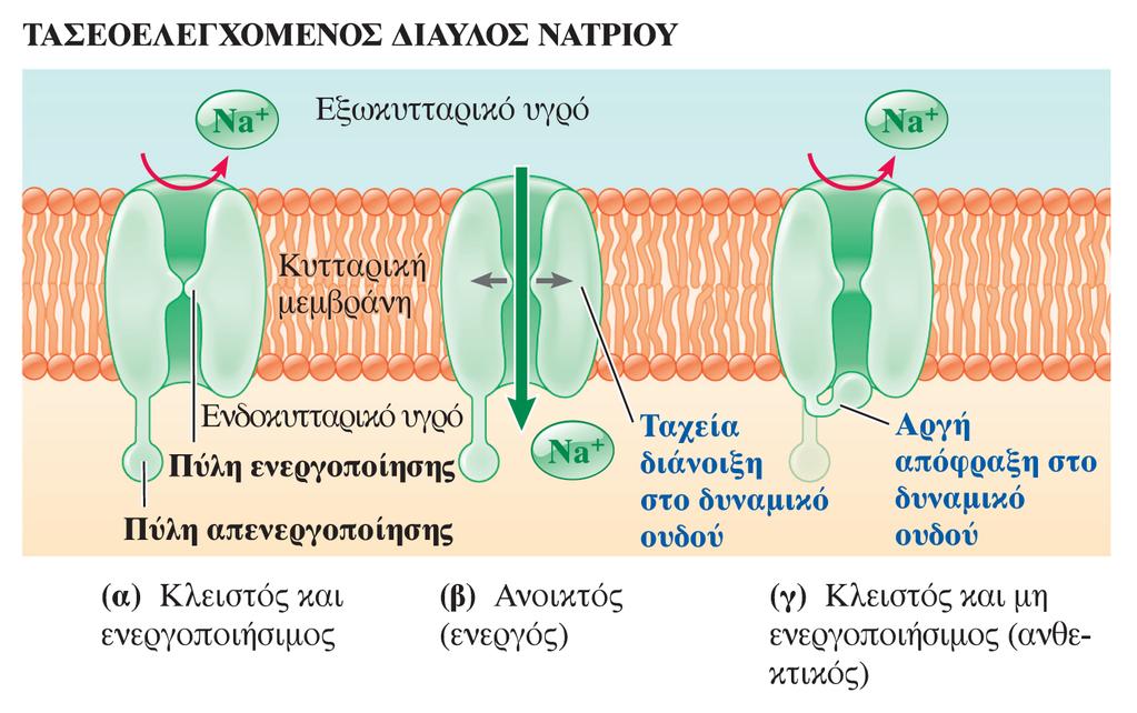 Δυναμικό Ενεργείας Πηγή εικόνας: Lauralee Sherwood.