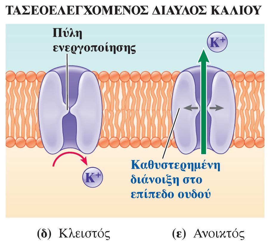 Δυναμικό Ενεργείας Πηγή εικόνας: Lauralee Sherwood.