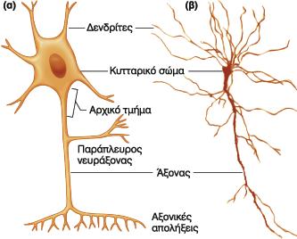 Νευρικό κύτταρο Λήψη πληροφοριών Πυρήνας- Οργανίδια