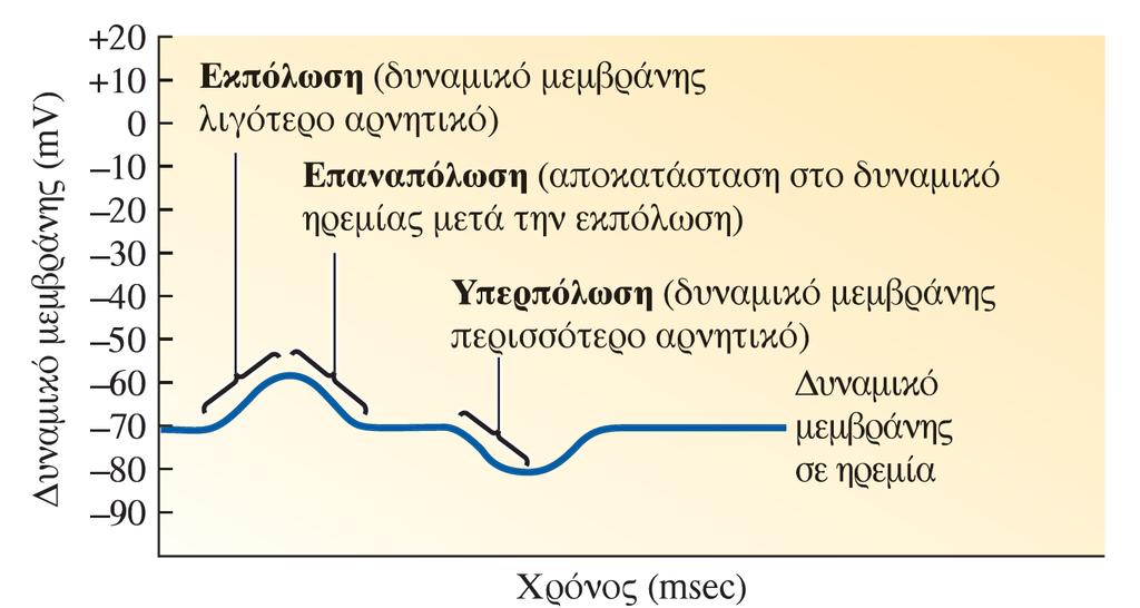 Πιθανές μεταβολές δυναμικού μεμβράνης Διαβαθμισένα δυναμικά Πηγή εικόνας: Lauralee