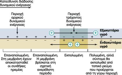 εικόνας: Ganong s Review of