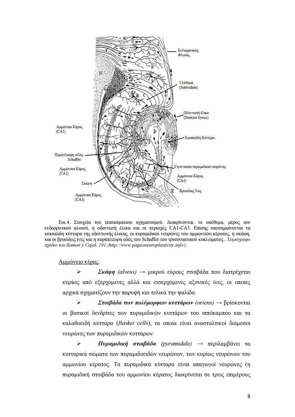 Ενοορρινικος Φλοιος ϊποθεμα (Subiculum) jkjsv Οδοντωτή έλικα ",(Dentate Gyrus) Αμμωνειο Κεράς (CA1) Κοκκιώδη Κύτταρα Παράπλευρη οδός S chatter Λ,μμώναο Κέρας CA2).