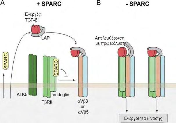 Α.1. ΕΙΣΑΓΩΓΗ κυτταρική επιφάνεια κι αποτελεί μέρος του συμπλόκου του υποδοχέα του TGF-β (TGF-βR), και να ρυθμίζει την ενεργότητα της ιντεγκρίνης αv.