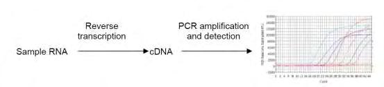 Β.1. ΥΛΙΚΟ ΚΑΙ ΜΕΘΟΔΟΙ Εικόνα 7. Η real-time PCR συνδυάζεται συχνά με την PCR αντίστροφης μεταγραφής για την ποσοτικοποίηση του mrna σε κύτταρα ή ιστούς.