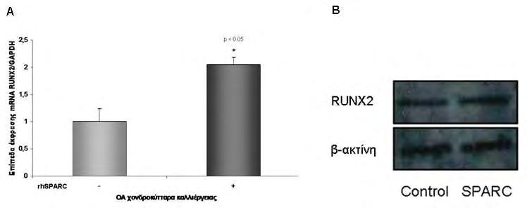 Β.2. ΑΠΟΤΕΛΕΣΜΑΤΑ Εικόνα 13. Η οστεονεκτίνη προάγει την έκφραση του RUNX2 σε επίπεδο μεταγραφής και πρωτεΐνης στα ΟΑ χονδροκύτταρα. Α. Τα επίπεδα έκφρασης του RUNX2 mrna μετά από ομαλοποίηση με το γονίδιο αναφοράς GPADH.