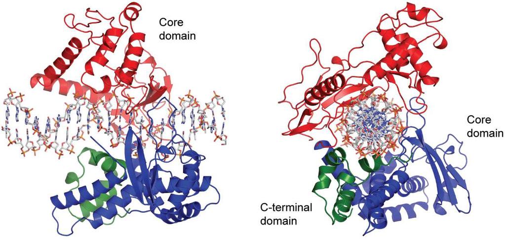 βρίσκονται στον πυρήνα (Baker et al., 2009). Η κρυσταλλική δοµή της ΙΒ δίνεται στην εικόνα 4. Εικόνα 4: Κρυσταλλική δοµή της τοποϊσοµεράσης τύπου ΙΒ.