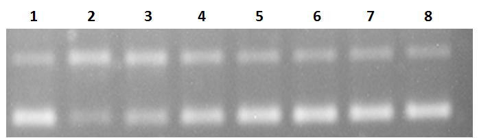 1. 1 µg πλασµιδίου αρνητικός µάρτυρας 2. 1 µg πλασµιδίου + 1.3 units ενζύµου θετικός µάρτυρας 3. 1 µg πλασµιδίου + 1.3 units ενζύµου + ΑΣ #1 (1 µg/ml) 4. 1 µg πλασµιδίου + 1.3 units ενζύµου + ΑΣ#1 (2.