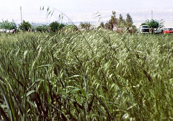 Οικολογία: Χαμηλή και μεσαία ζώνη.