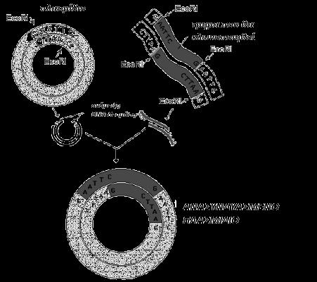 Γ.2 Σχ. Βιβλίο σελ. 61 «Οι περιοριστικές ενδονουκλεάσες κομμένα άκρα».