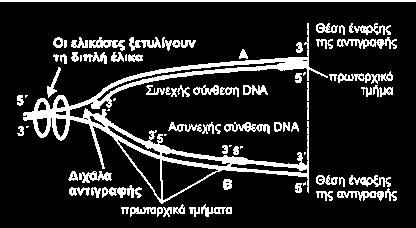 ΘΕΜΑ Δ Δ.1 Σχ. Βιβλίο σελ. 32: «Επειδή τα ένζυμα.πρωταρχικά τμήματα». Δ.2 Σχ. Βιβλίο σελ. 31 «Η συμπληρωματικότητα ημισυντηρητικός». Σχ. Βιβλίο σελ. 32 «Για να αρχίσει πρωταρχικά τμήματα». Σχ. Βιβλίο σελ. 34: «Οι DNA πολυμεράσες ασυνεχής στην άλλη).