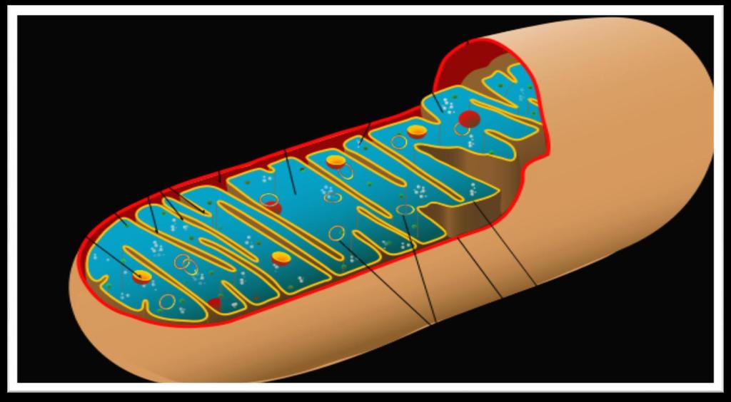 Μιτοχόνδρια Περιβάλλονται από δύο μεμβράνες, την εξωτερική και την εσωτερική. Ο ενδιάμεσος χώρος μεταξύ των δύο μεμβρανών ονομάζεται διαμεμβρανικό διάστημα ή μεσομεμβρανικός χώρος του μιτοχονδρίου.