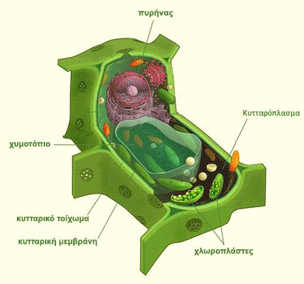 Το φυτικό κύτταρο αποτελείται από : Πυρήνα Κυτταρόπλασμα