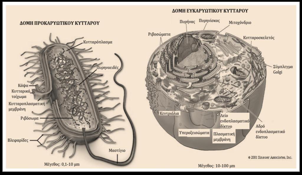 Είδη κυττάρων Τα κύτταρα διακρίνονται σε προκαρυωτικά και