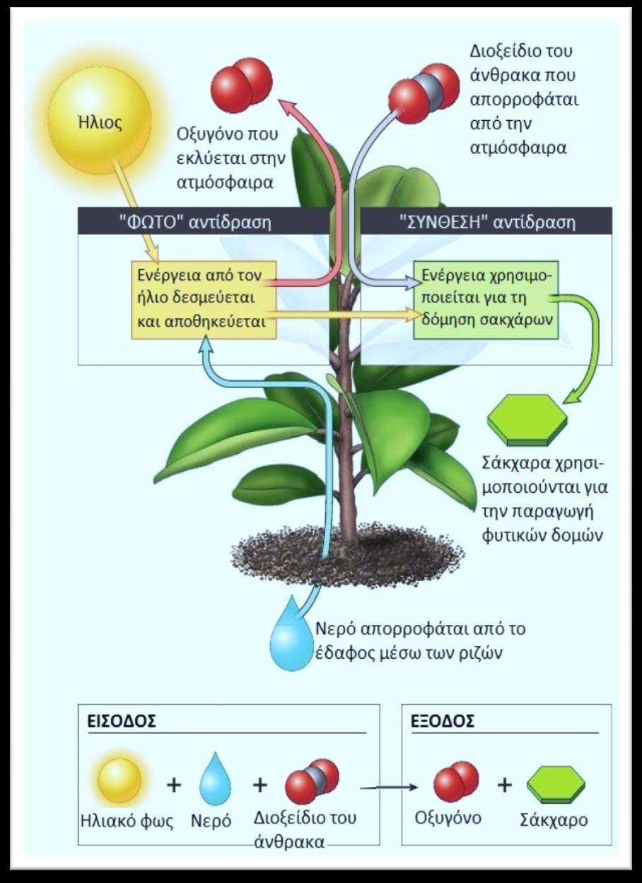 Φωτοσύνθεση είναι η μεταβολική διαδικασία κατά την οποία η ενέργεια της ηλιακής ακτινοβολίας δεσμεύεται και χρησιμοποιείται για