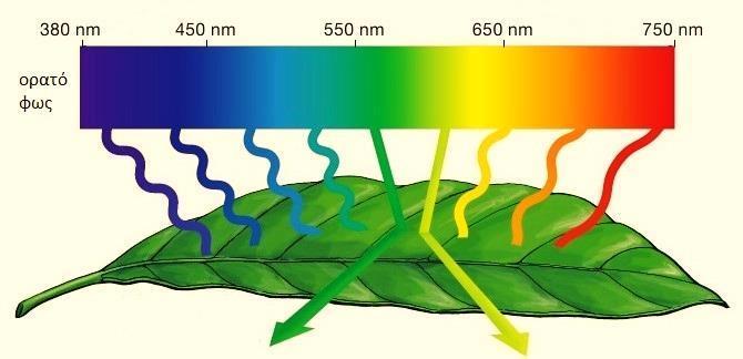 Γιατί τα φύλλα είναι πράσινα (και αλλάζουν χρώμα) Οι χλωροφύλλες απορροφούν το μπλε και ερυθρό τμήμα του φωτός αφήνοντας το πράσινο να ανακλαστεί ή να