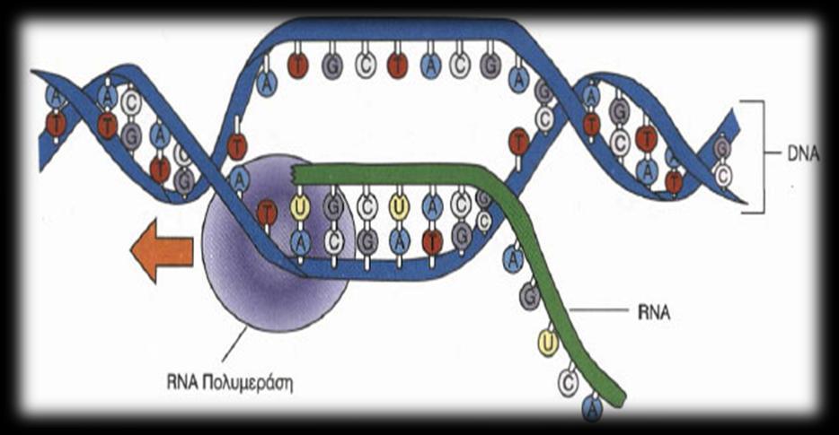 ΜΕΤΑΓΡΑΦΗ Στη βιολογία, μεταγραφή ονομάζεται το πρώτο στάδιο της γονιδιακής έκφρασης και περιγράφει τη διαδικασία