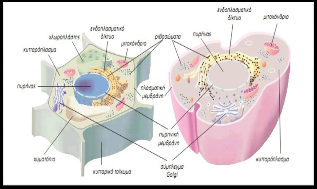 Το κύτταρο αποτελεί τη δομική και λειτουργική μονάδα των