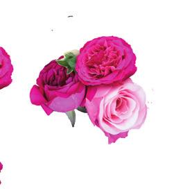 n new british rose ΒΙΟΛΟΓΙΚΑ τριανταφυλλα 100% ew british rose βιολογικα TΡΙΑΝΤΑΦΥΛΛΑ ΑΠΟ ΤΟ HEREFORDSHIRE ΣΤΗΝ ΑΓΓΛΙΑ Οι γεμάτοι πάθος καλλιεργητές μας στο Herefordshire της Αγγλίας εργάζονται