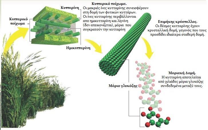 Εικόνα 7. Μοριακή δομή και θέση της κυτταρίνης στο κυτταρικό τοίχωμα των φυτών (81).