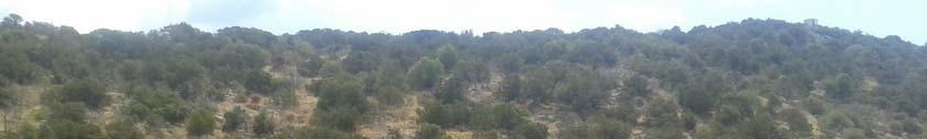 ΕΙΚΟΝΑ 5. Θέση (ΣΤ), μέτρησης ποσοτικών και ποιοτικών παραμέτρων στην εκροή του υγροτόπου του Σχινιά προς τη θάλασσα. Ημερομηνία: 30-1-2017 ΘΕΣΗ Α.