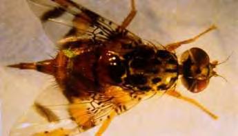 α β Εικόνα 1. Ενήλικο θηλυκό (α) (διακρίνεται ο ωοθέτης) και αρσενικό (β) της Μεσογειακής μύγας (www.aca