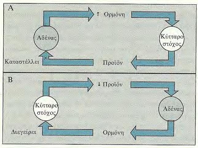Η ρύθμιση μέσω του μηχανισμού της ανάδρασης είναι δυνατόν να ασκείται σε όλα τα επίπεδα της ενδοκρινικής λειτουργίας του κυττάρου π.χ. στη μεταγραφή του γονιδίου της ορμόνης, στη μετάφραση του σήματος του γονιδίου της ορμόνης, και στην απελευθέρωση της αποθηκευμένης ορμόνης.