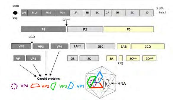 RNA των πολιοϊών (Nomoto A, Detjen B, Pozzatti R, et al. 1977, Pettersson RF, Ambros V, Baltimore D. 1978).