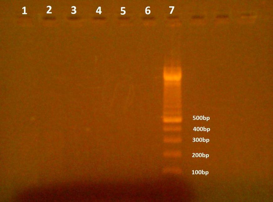 c), (9) ddh2o Αρνητικός κλώνος: Η PCR που πραγματοποιήθηκε για την ενίσχυση του αρνητικού κλώνου σε κύτταρα SiHa, είχε ως ζεύγος εκκινητών τους EntNS1/UC53flap με προϊόν μήκους 446bp.