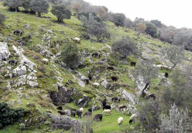 ΑΓΡΟΤΙΚΟΣ ΣΥΝΕΤΑΙΡΙΣΜΟΣ ΠΕΤΡΑΣ ΛΕΣΒΟΥ ΠΡΟΓΡΑΜΜΑ ΑΓΡΟΤΙΚΗΣ ΑΝΑΠΤΥΞΗΣ 2007-2013 «ΑΛΕΞΑΝΔΡΟΣ ΜΠΑΛΤΑΤΖΗΣ» ΤΟΥ ΥΠΟΥΡΓΕΙΟΥ ΑΓΡΟΤΙΚΗΣ ΑΝΑΠΤΥΞΗΣ ΚΑΙ ΤΡΟΦΙΜΩΝ ΚΕΝΤΡΟ ΓΕΝΕΤΙΚΗΣ ΒΕΛΤΙΩΣΗΣ