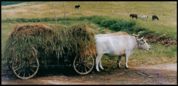 Η Βιομηχανοποίηση της παραγωγής γάλακτος και γαλακτοκομικών απαιτούσαν μεγαλύτερες αποδόσεις, και η Ελληνική μικρόσωμη αγελάδα δεν κατάφερε να ανταπεξέλθει στις νέες απαιτήσεις.
