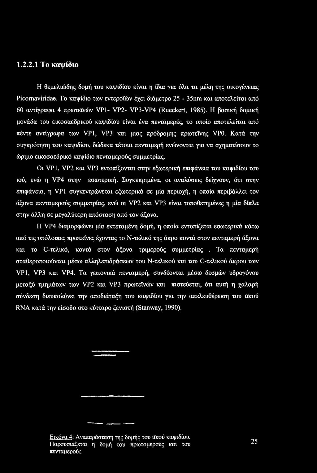 Η βασική δομική μονάδα του εικοσαεδρικού καψιδίου είναι ένα πενταμερές, το οποίο αποτελείται από πέντε αντίγραφα των VP1, VP3 και μιας πρόδρομης πρωτεΐνης VP0.