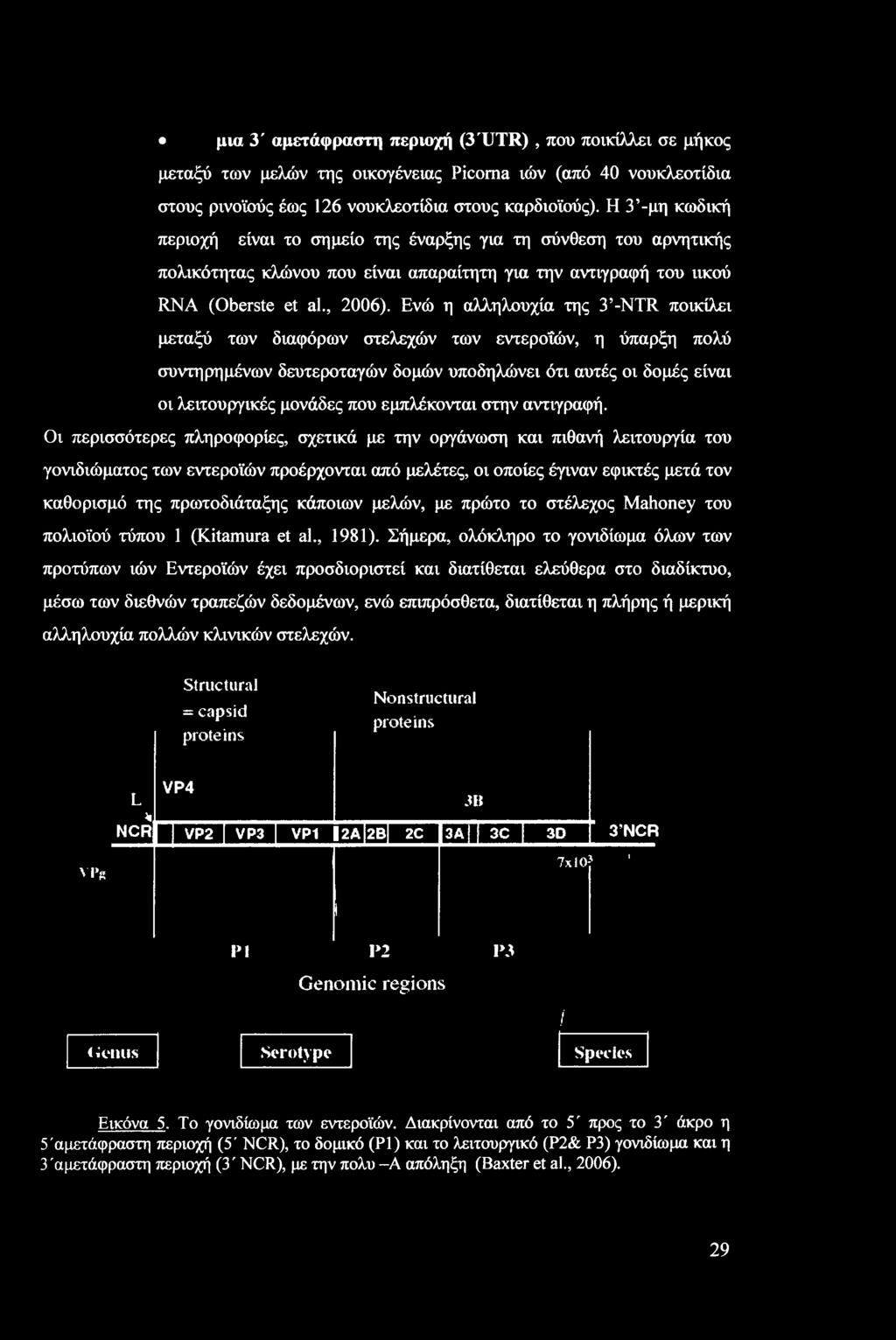 Ενώ η αλληλουχία της 3 -NTR ποικίλει μεταξύ των διαφόρων στελεχών των εντεροΐών, η ύπαρξη πολύ συντηρημένων δευτεροταγών δομών υποδηλώνει ότι αυτές οι δομές είναι οι λειτουργικές μονάδες που