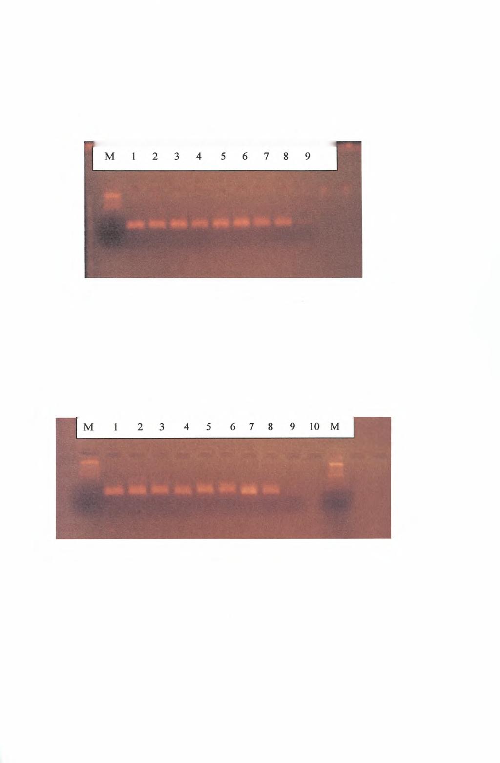 Εικόνα 8 : Ηλεκτροφόρηση προϊόντων PCR με ζεύγος εκκινητικών μορίων τα PI 1Ρ-Ρ13Ρ.