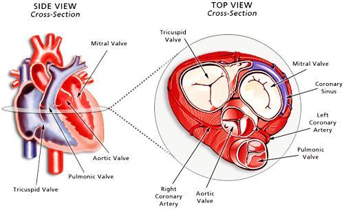 Εικόνα 1: "Οι βαλβίδες της καρδιάς". Πηγή: http://www.cts.usc.edu/hpg-valvesoftheheart.