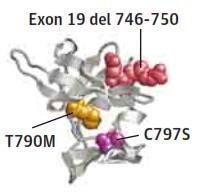 maintained the T790M mutation but did not acquire the C797S mutation and 4 cases lost the T790M