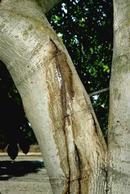 ΒΑΘΥ ΣΧΙΣΙΜΟ ΤΟΥ ΦΛΟΙΟΥ ΤΗΣ ΚΑΡΥΔΙΑΣ (Erwinia rubrifaciens) Εικ. 4. Βαθύ επίμηκες σχίσιμο του κορμού. Εικ. 5. Σκούρα στίγματα στο απογυμνωμένο ξύλο.