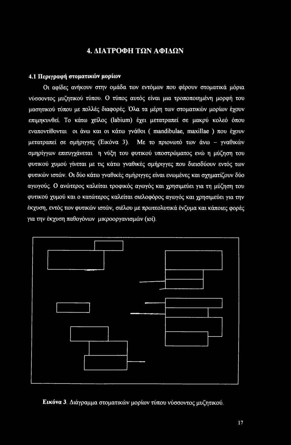 Το κάτω χείλος (labium) έχει μετατραπεί σε μακρύ κολεό όπου εναποντίθονται οι άνω και οι κάτω γνάθοι ( mandibulae, maxillae ) που έχουν μετατραπεί σε σμήριγγες (Εικόνα 3).