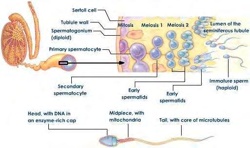 με τα γειτονικά κύτταρα του Sertoli. Παραμένουν επίσης συνδεδεμένες και με τα σπερματοκύτταρα μέσω μεσοκυττάριων γεφυρών.