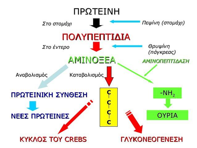 πρωτεϊνών θεωρείται απαραίτητη για τα άτομα που βρίσκονται στην τρίτη ηλικία, επειδή αυξάνουν τη σύνθεση των αναβολικών ουσιών.
