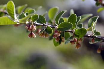 (Cotoneaster