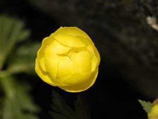 (Tephroseris