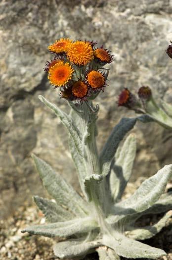 simplicifolia)