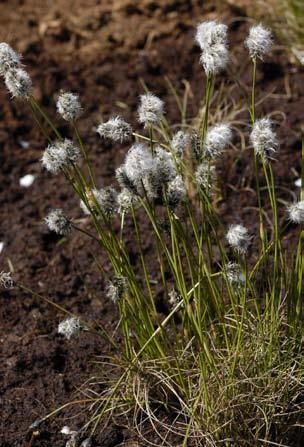 (Ranunculus