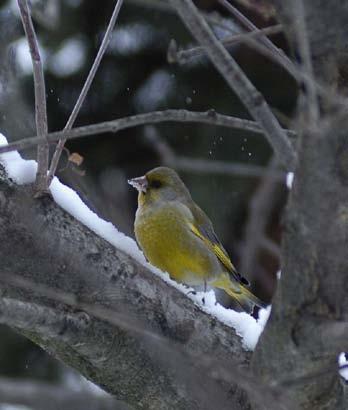 Príbuzným vyššie spomenutého druhu, ktorý u nás tiež žije celoročne, je stehlík zelený (Carduelis chloris), nazývaný i zelienka. Jeho druhový názov súvisí s celkovým sivozeleným zafarbením.