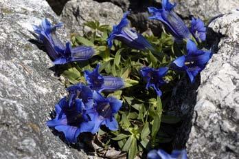 Jeho latinský názov je Gentiana clusii, resp. Ciminalis clusii. Grécky názov Gentiane, resp. latinský Gentiana súvisí s menom ilýrskeho kráľa Gentisa.