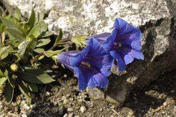 Horec Clusiov (Gentiana clusii) Obdobie vegetačného pokoja prekonáva táto trváca bylina krátkym nerozkonáreným podzemkom, z ktorého vyrastajú kožovité listy v prízemnej ružici a 1 8 cm dlhá stonka
